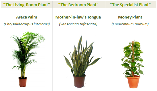 greenspaces_three_plants