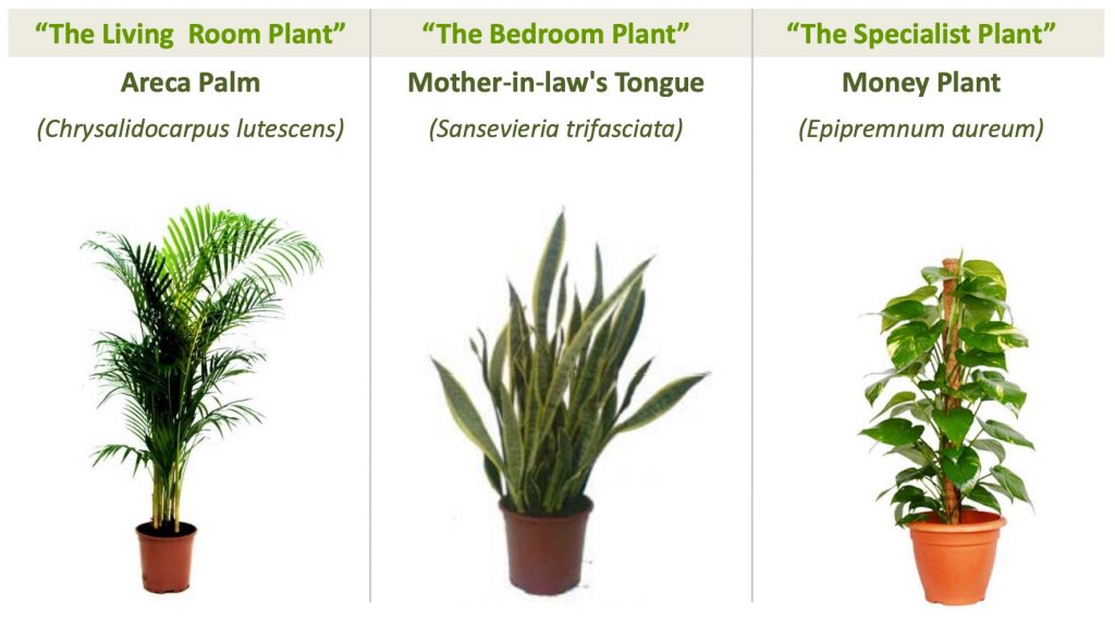 Three Plants to Grow Fresh Air